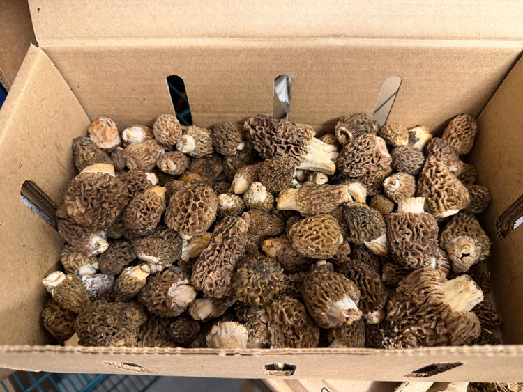 A full box of morels