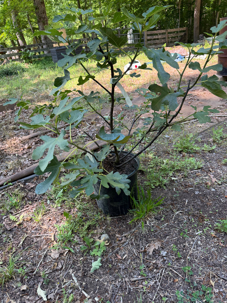Local Garden Services
