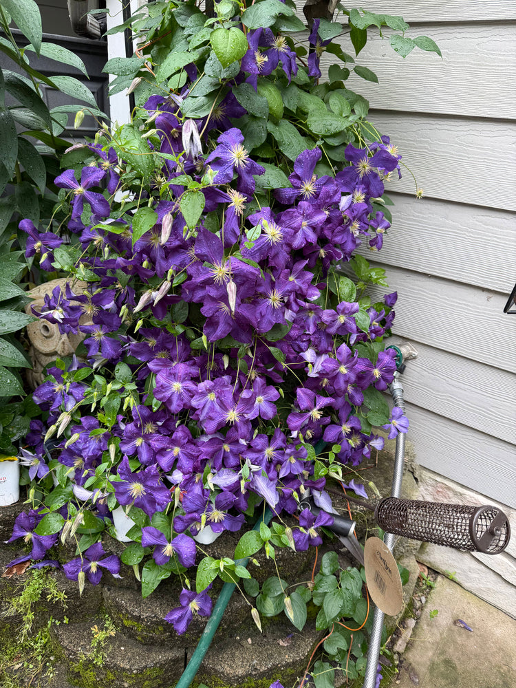 Purple blooms in a local garden