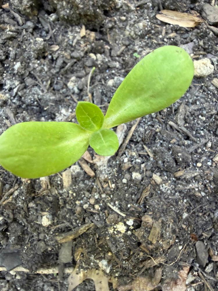 Garden and Grow